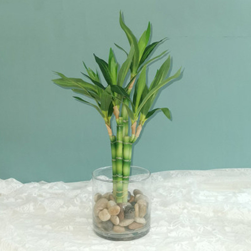 New 40cm rFtificial Lucky Bamb - Aquarium Fish Gallery のレビューと価格