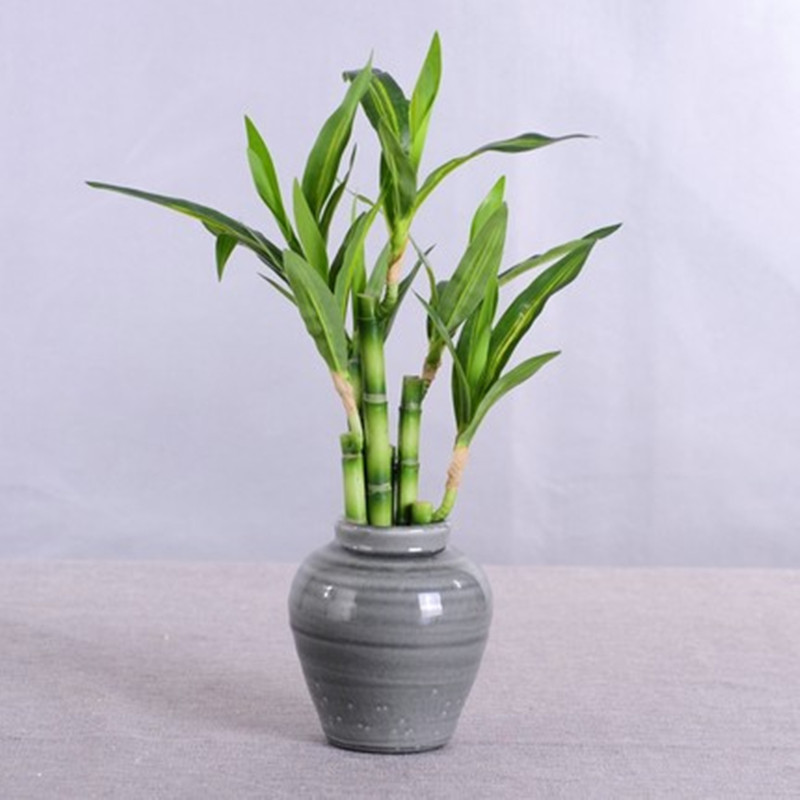 New 40cm rFtificial Lucky Bamb - Aquarium Fish Gallery のレビューと価格