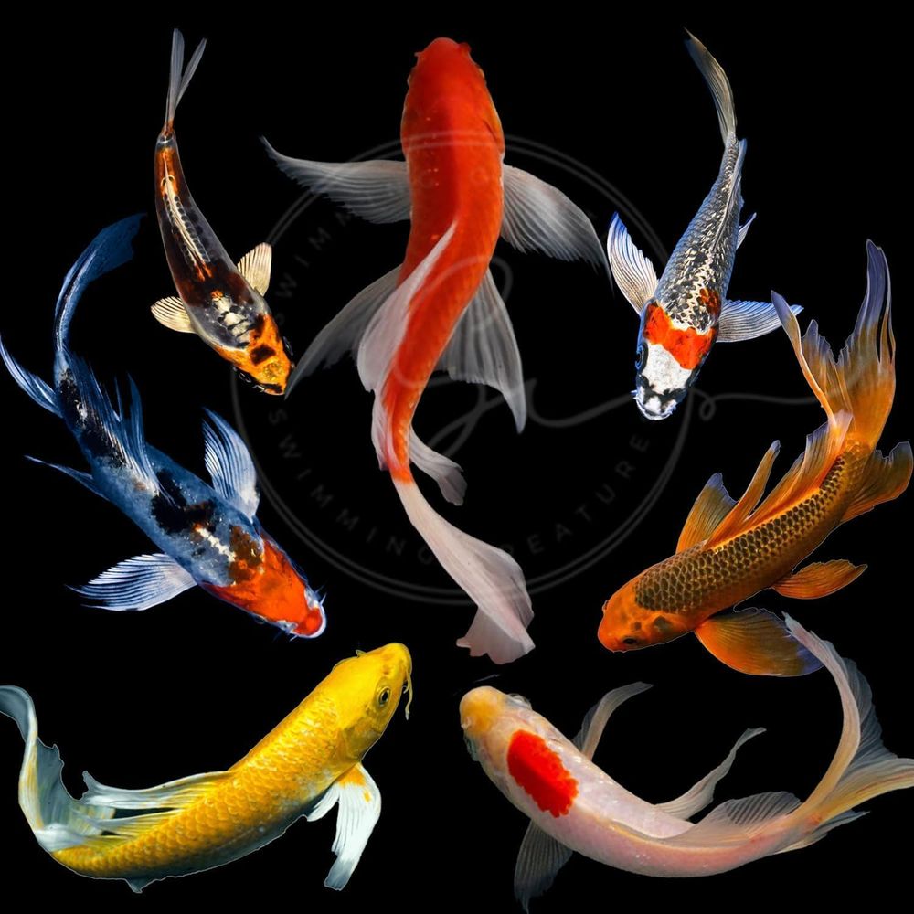 Assorted Colors Live Koi Fish  - Aquarium Fish In Pond のレビューと価格