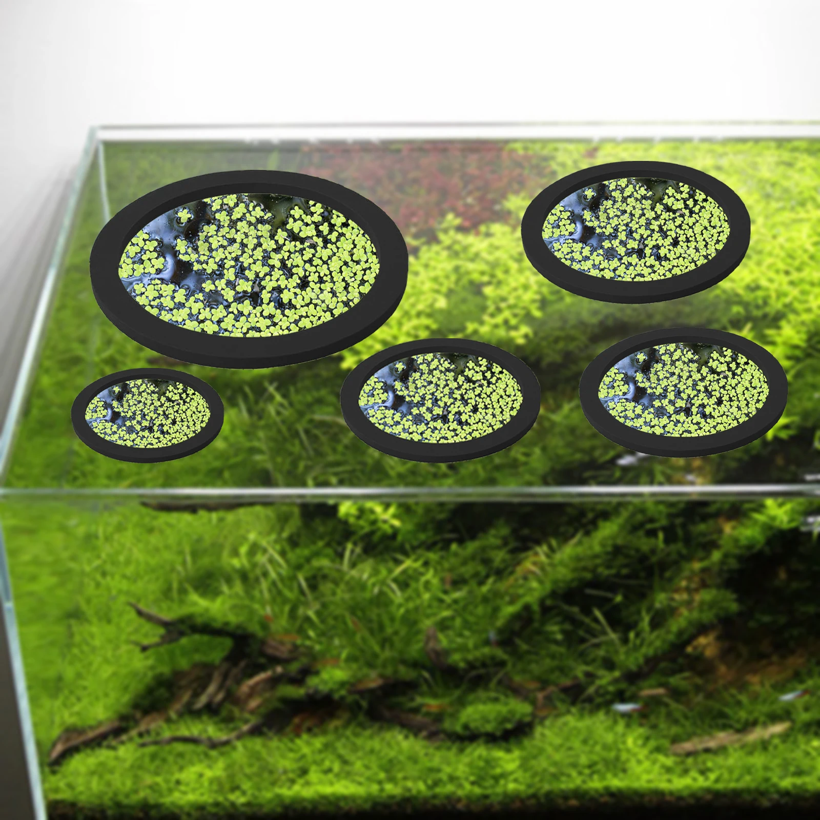 5Pcs EVA Fish Feeding Ring Aqu - Aquarium Fish In Pond のレビューと価格