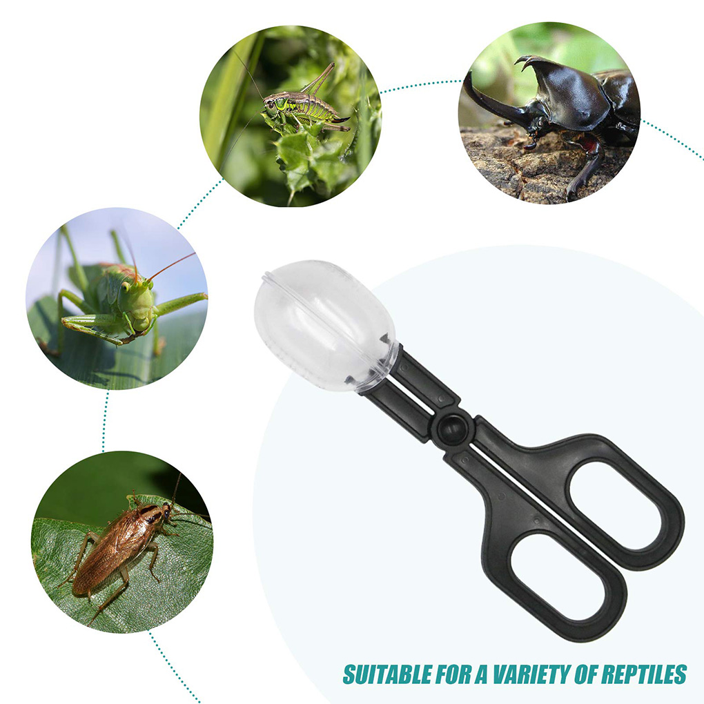 Portable Transparent Insect Ca - Aquarium Fish For Beginners のレビューと価格
