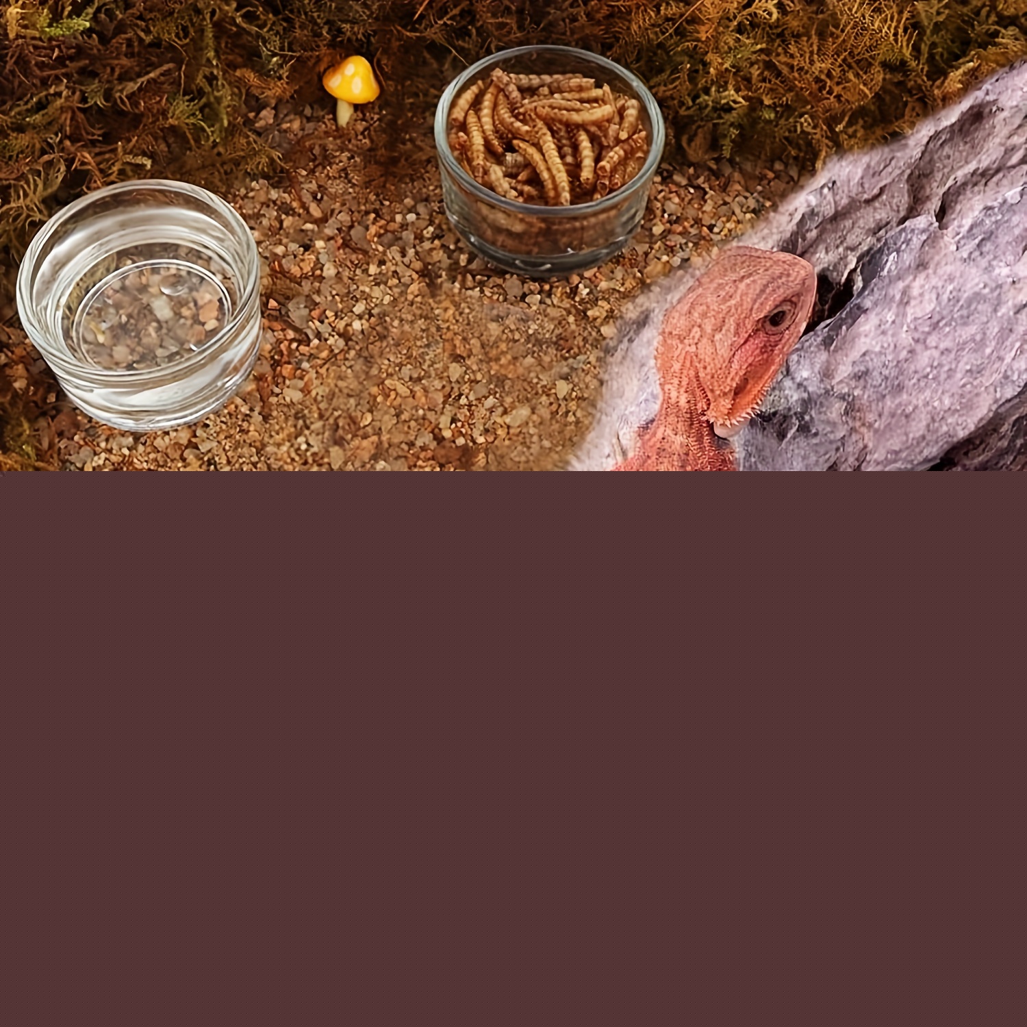 Glass Aquarium Mini Size Shrim - Aquarium Fish Feeder のレビューと価格