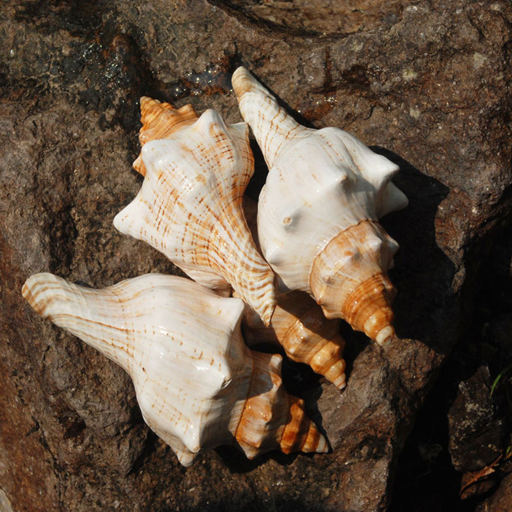 Decorative Conch Shell for Aqu - Aquarium Fish Gallery のレビューと価格