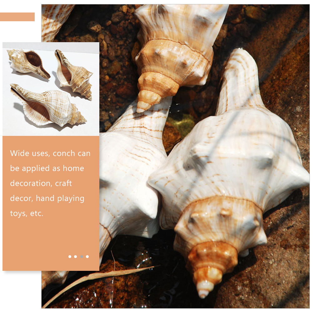 Decorative Conch Shell for Aqu - Aquarium Fish Gallery のレビューと価格