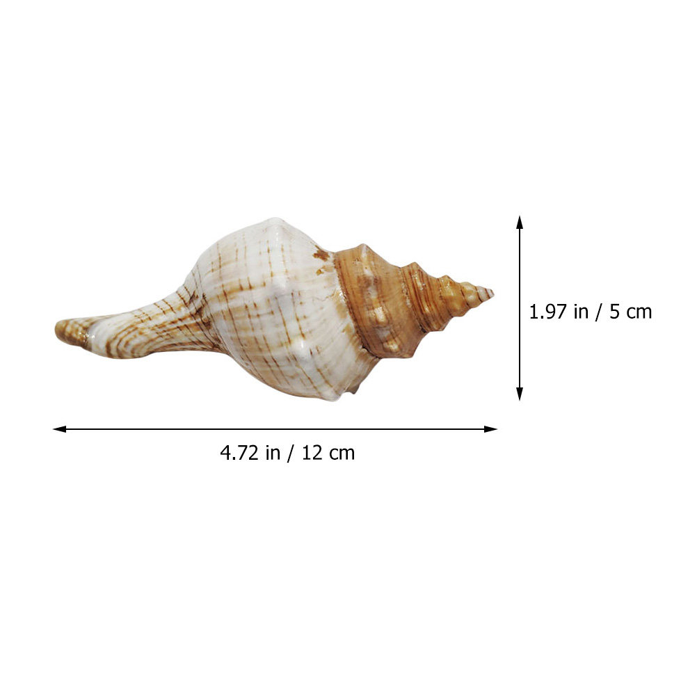 Decorative Conch Shell for Aqu - Aquarium Fish Gallery のレビューと価格