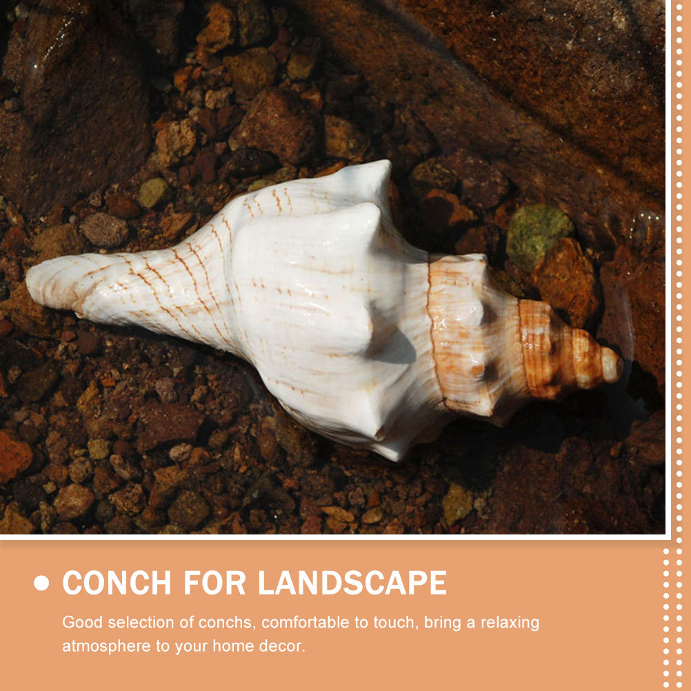 Decorative Conch Shell for Aqu - Aquarium Fish Gallery のレビューと価格