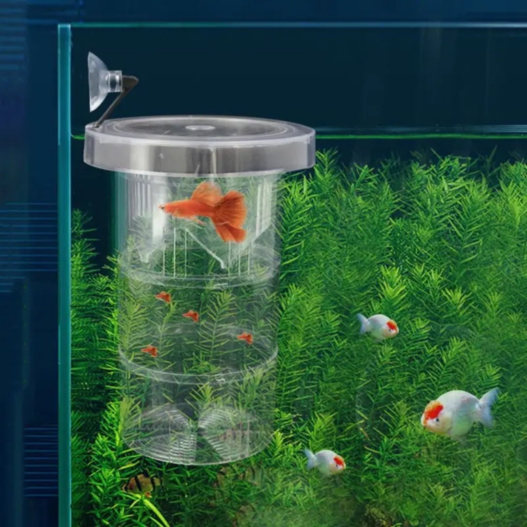 Acrylic Floating Fish Breeding - Aquarium Fish Feeder のレビューと価格